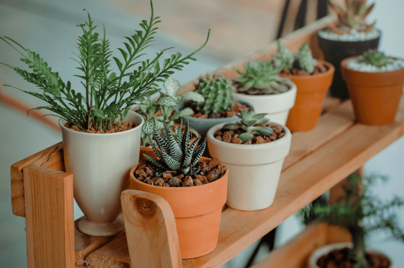 Tanaman dalam Pot untuk Kesehatan dan Keindahan