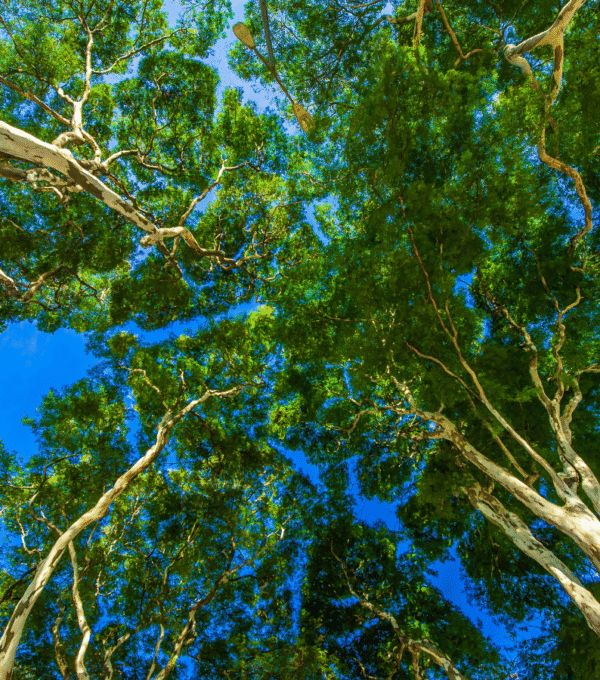 Pelestarian Lingkungan